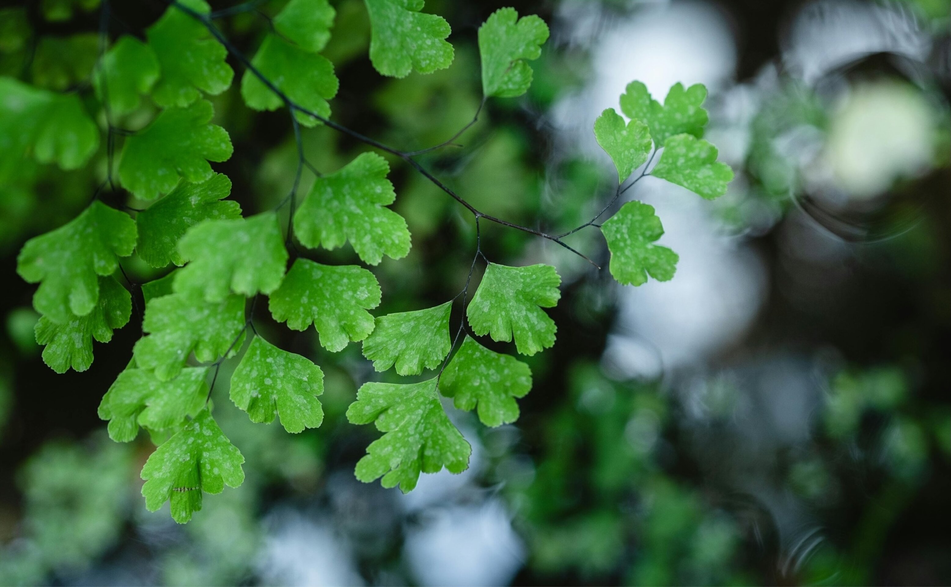 Ginkgo Blätter – Leistungen Physio Fuchs